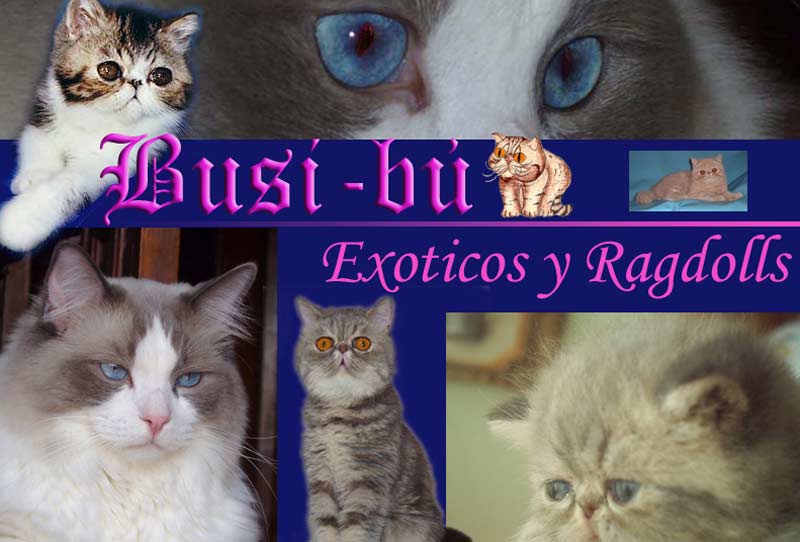 BUSI -BÚ CATTERY